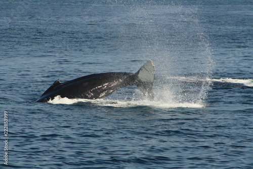baleine © JullianCahu