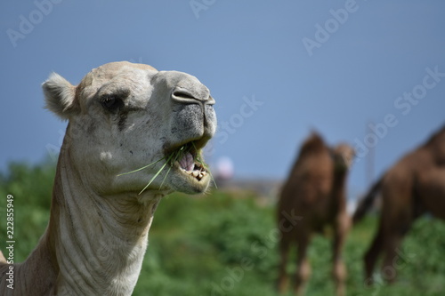 chameau en train de manger © BOUMAAZA