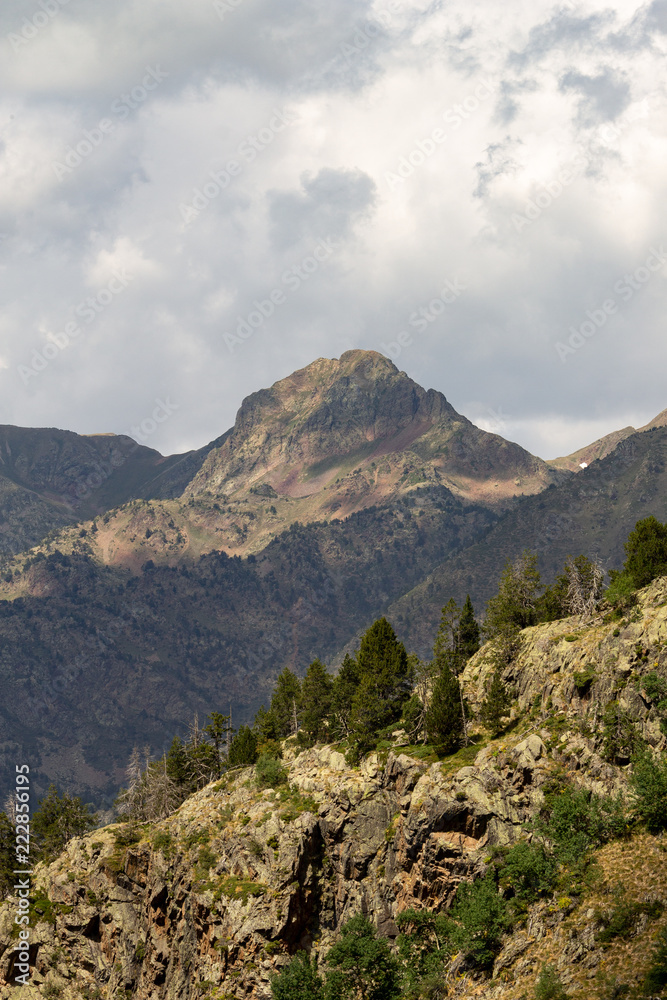 Pine Trees and a Mountain Top Pine Trees and a Mountain Top