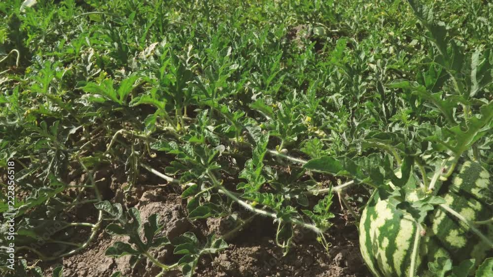 Watermelon fields under the sun. Watermelon fruit plant in field ready for harvest. 4K Watermelon fields under the sun. Watermelon fruit plant in field ready for harvest. 4K