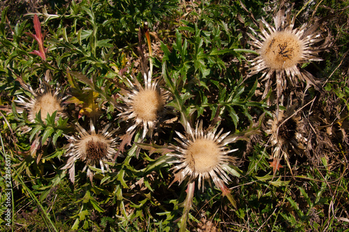 Silberdistel