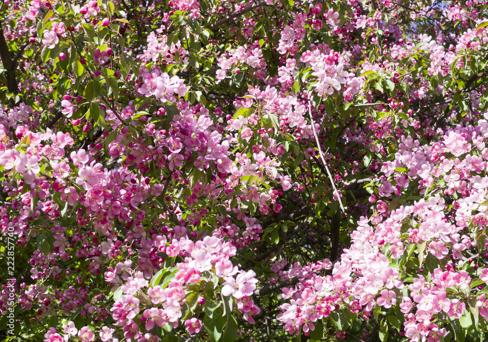 blooming cherry tree with pink flowers in spring. background, nature.