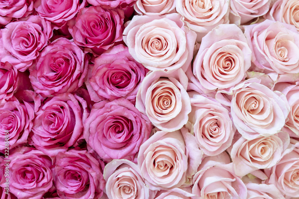 Pink and cream-colored roses background. Pink and cream-colored roses background.