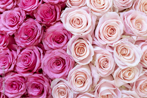 Pink and cream-colored roses background.