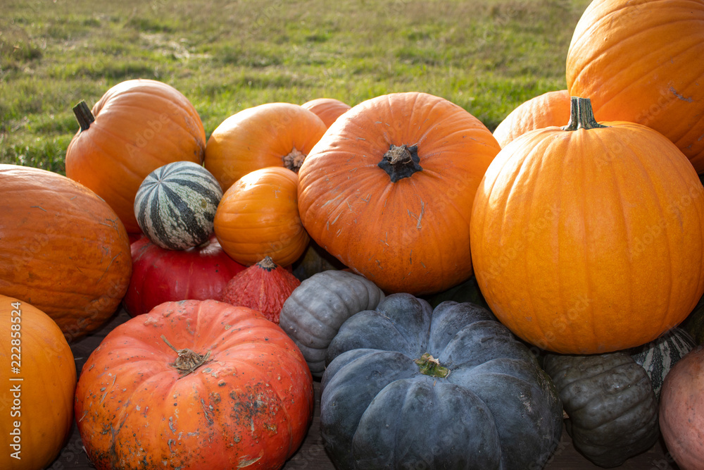 Pumpkins for Sale on Market
