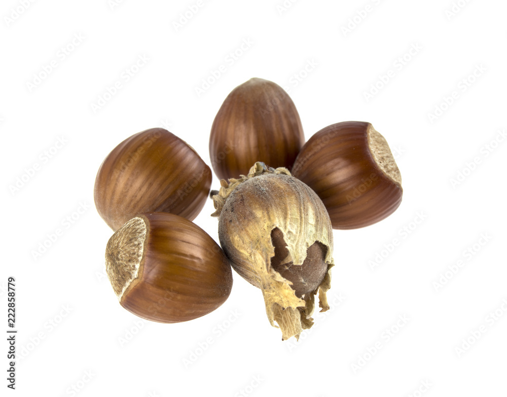 hazelnut on isolated white background hazelnut on isolated white background