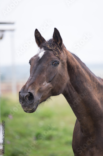 A brown horse © smile262