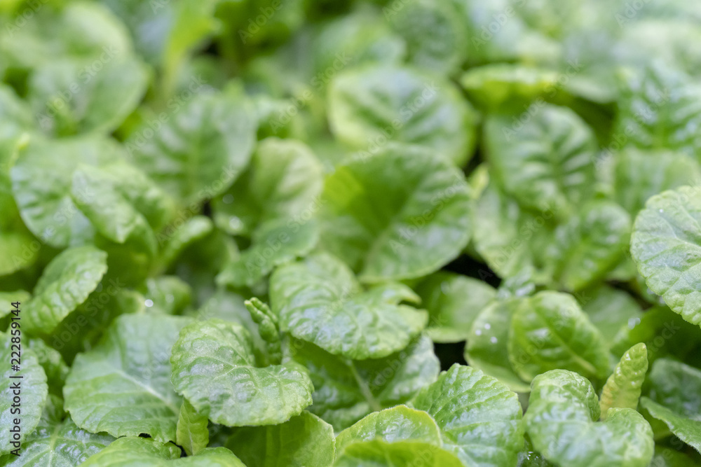 Young, green sprouts in the field. Young, green sprouts in the field.