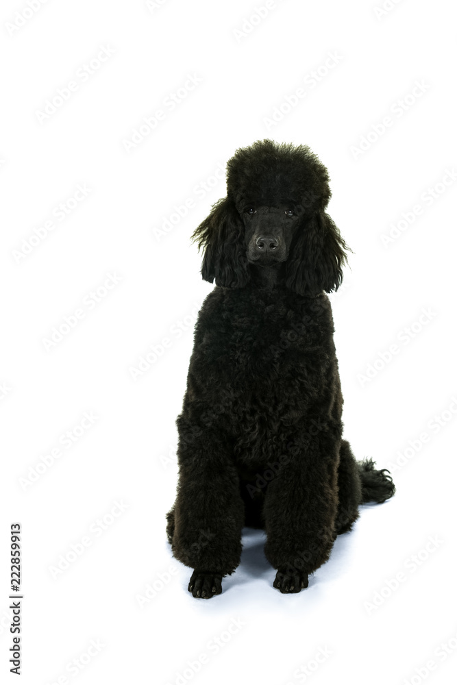 A black king poodle isolated in white