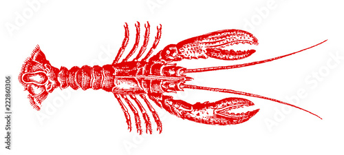 Red lobster homarus in top view. Illustration after vintage lithography engraving from 19th century