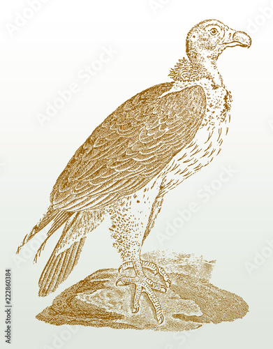 Endangered lappet-faced vulture or nubian vulture (torgos tracheliotos) sitting on a rock. Illustration after a historical lithography or engraving from the 19th century. Easy editable in layers