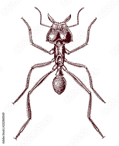 Leafcutter ant, atta cephalotes in top view. Illustration after an antique lithography or engraving from the early 19th century photo