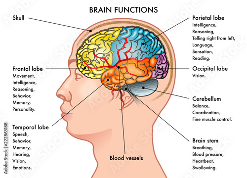 Chart medical illustration of a human head in profile showing the functions of the brain, isolated on a white background.