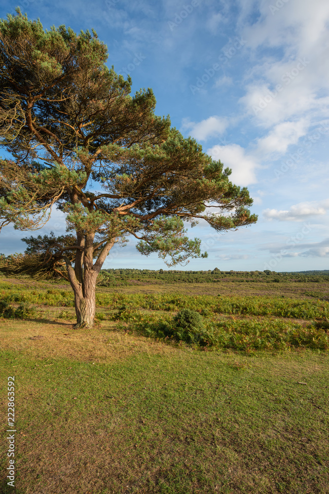 Stunning Summer sunset landscape image of Bratley View in New Forest National Park England Stunning Summer sunset landscape image of Bratley View in New Forest National Park England