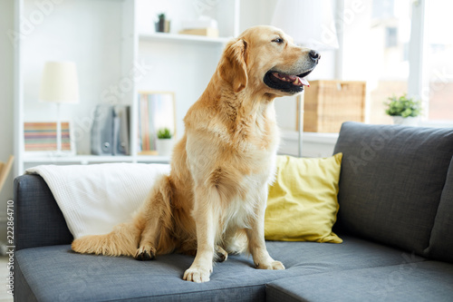 Fototapeta Naklejka Na Ścianę i Meble -  Young fluffy purebred golden retriever sitting on sofa in living room and looking through window