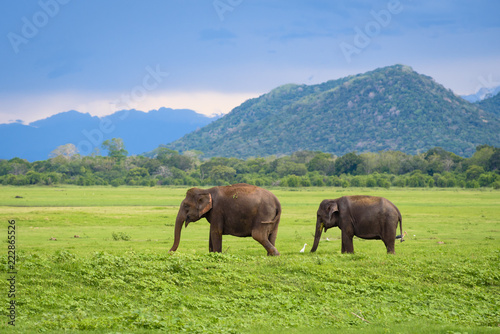 Elephants in Sri Lanka. Two young asian elephants in Minneriya National Park, Sri Lanka. Asian elephants eating grass with mountains and dramatic storm clouds in the background in Minneriya, Sri Lanka photo