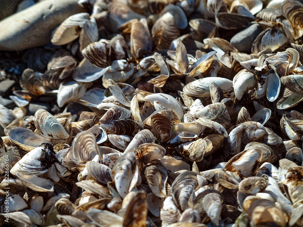 shells on the beach shells on the beach