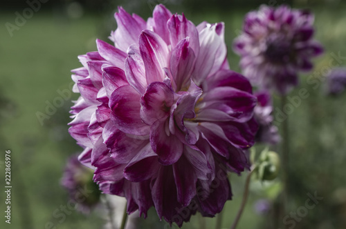 Close up of pink flowers in the Netherlands