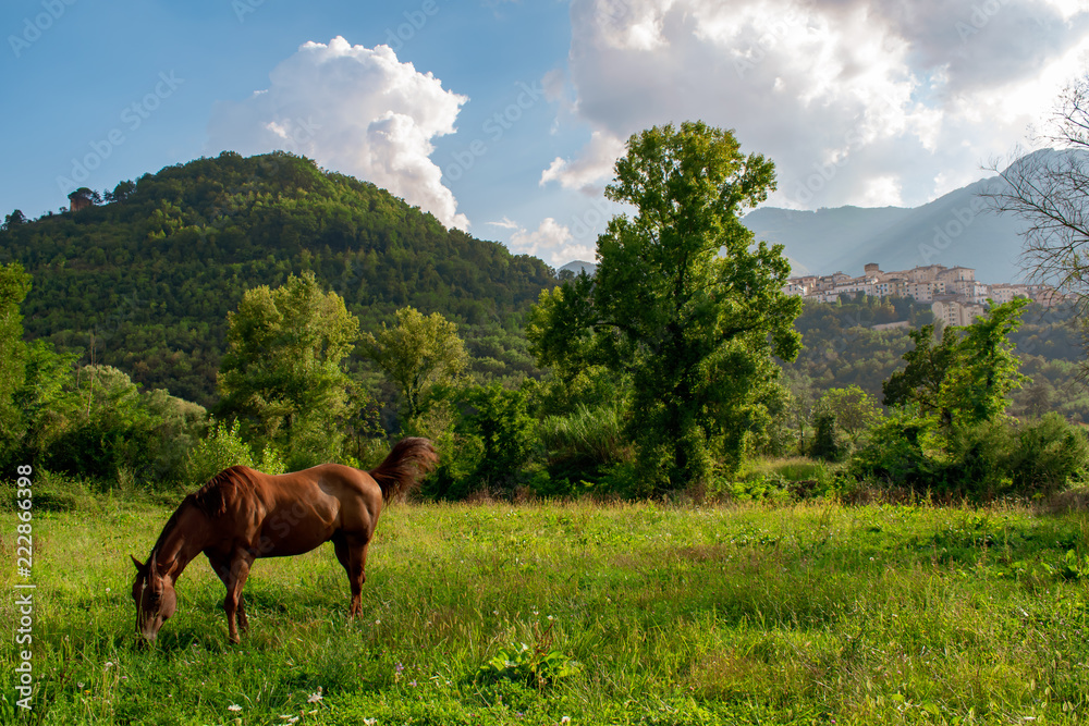 horse graze in the valley