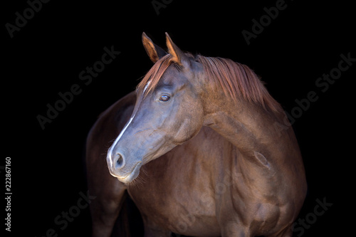 Obraz Cisawy koń odizolowywający na czarnym tle
