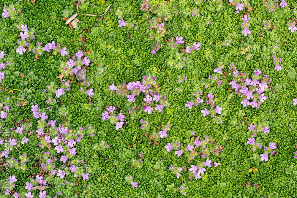 Tiny purple flowers grow on a field of green moss Tiny purple flowers grow on a field of green moss