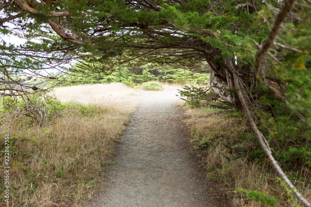Gravel path leading through trees to the beach