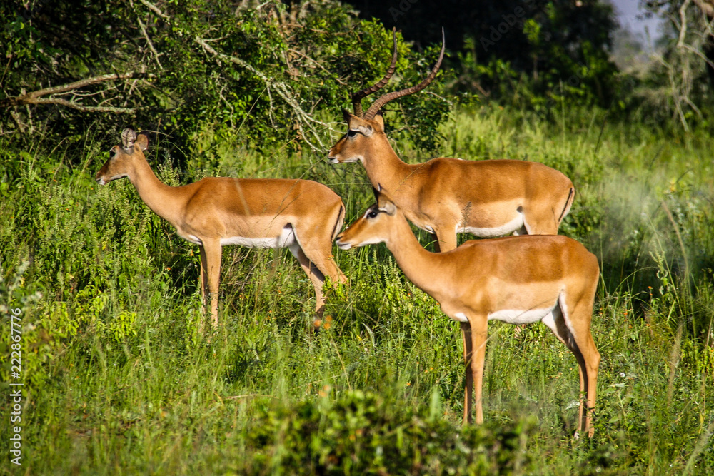 A group of female Ugandan Kob antelope at Lake Mburo National Park in Uganda