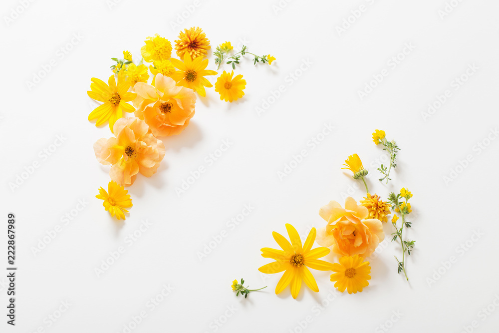 yellow  flowers on white background - obrazy, fototapety, plakaty 