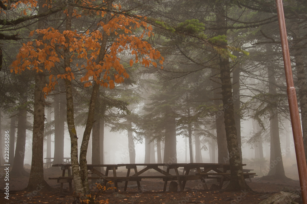trees in fog autumn 