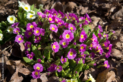 Primula flower pink