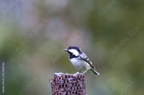 Coal tit in the rain sat on the spruce branch ....