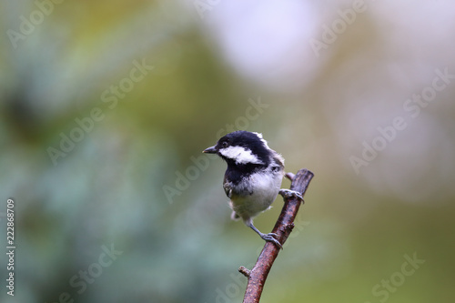 Coal tit on the branch after the rain looking back.