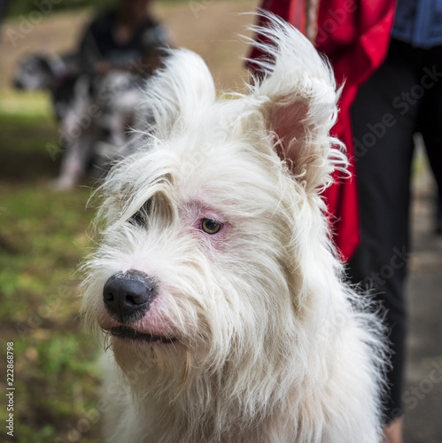 Canvas-taulu white half-breed Ardennes Bouvier