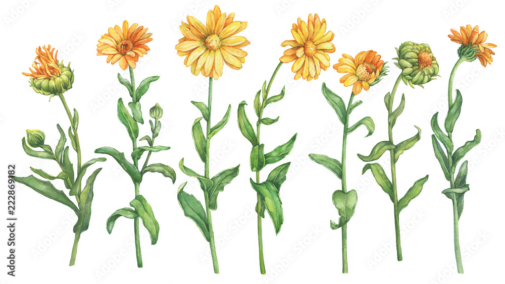 Set orange Calendula officinalis (also known as the field, marigold, ruddles) flower. Watercolor hand drawn painting illustration isolated on a white background. - obrazy, fototapety, plakaty 