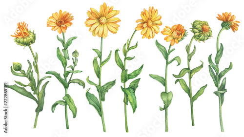 Set orange Calendula officinalis (also known as the field, marigold, ruddles) flower. Watercolor hand drawn painting illustration isolated on a white background. photo