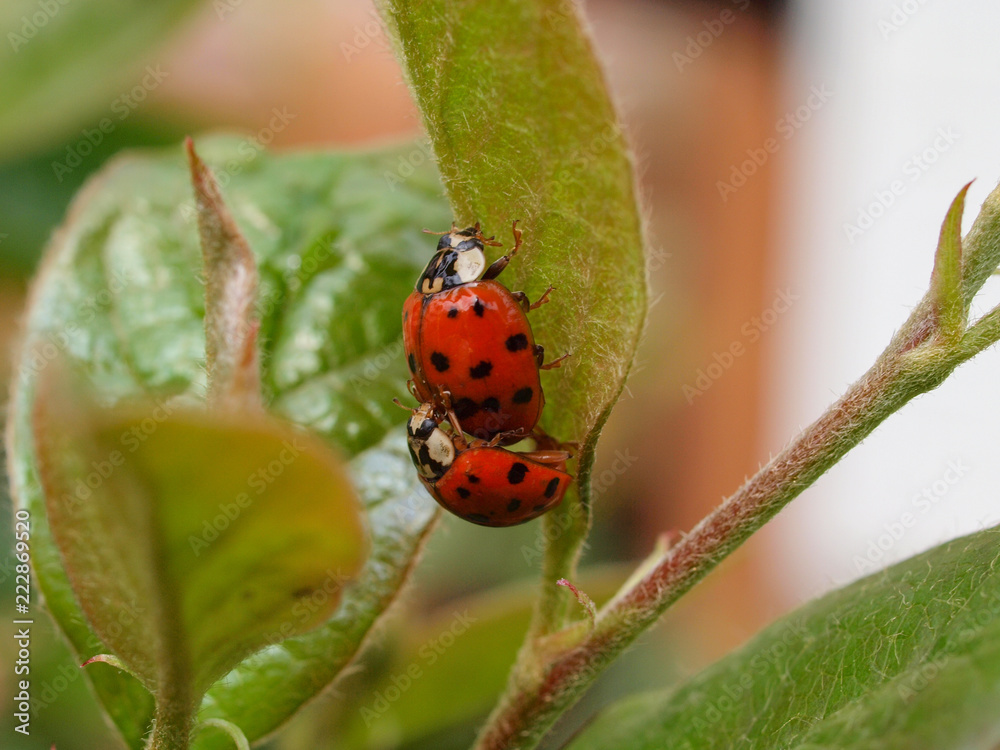 Fototapeta premium ladybug mating