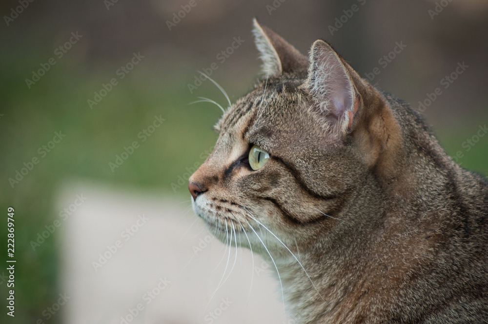 portrait of grey cat looking preys  in a garden