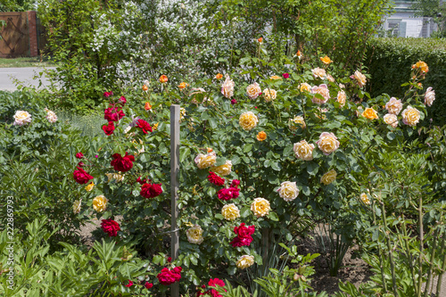 Bushes of roses with red, yellow and pink flowers bloom in the garden at the house in the spring day.
