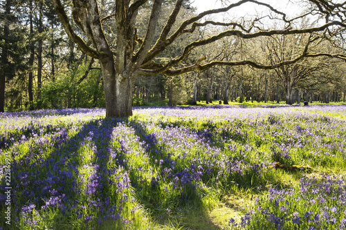 Wallpaper Mural Wild camas flowers growing under oak trees in the Pacific Northwest Torontodigital.ca