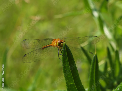 dragonfly © Ricej2