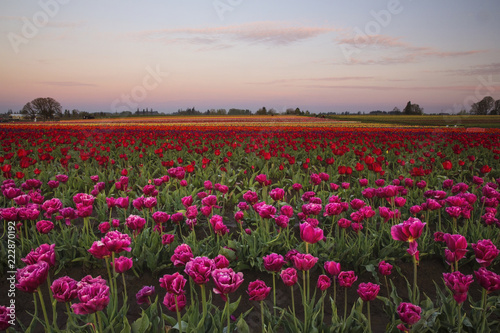 Colorful and bright spring blooms of tulips in the Pacific Northwest
