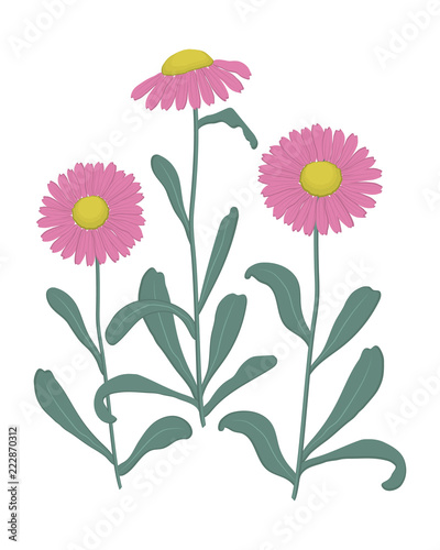 Pink asters with green leaves on a white background. Autumn flowers. Vector illustration