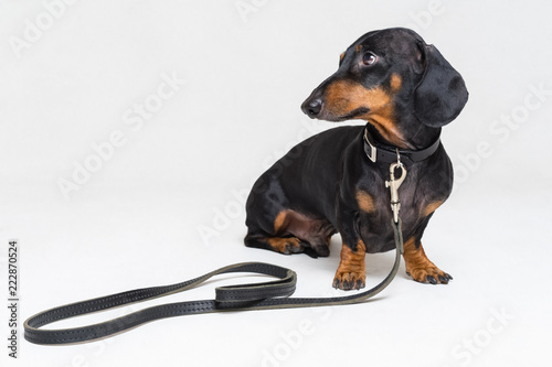 dachshund dog  black and tan  ready for a walk with owner   with leather leash  isolated on gray background