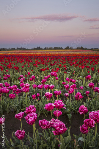 Colorful and bright spring blooms of tulips in the Pacific Northwest