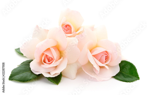 Beautiful pink roses.