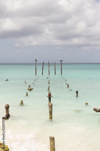 Mar com aves pousadas em tocos de madeira na água photo