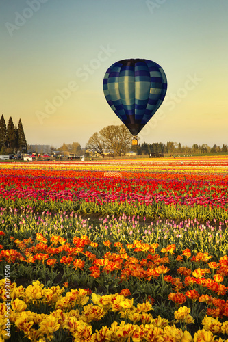 Hot air balloons over colorful fields of tulips in the Pacific Northwest