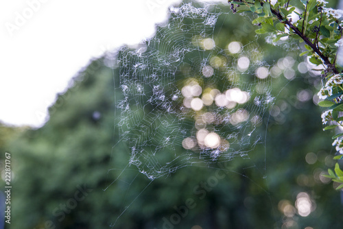 spiderweb