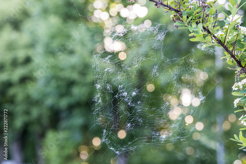 spiderweb