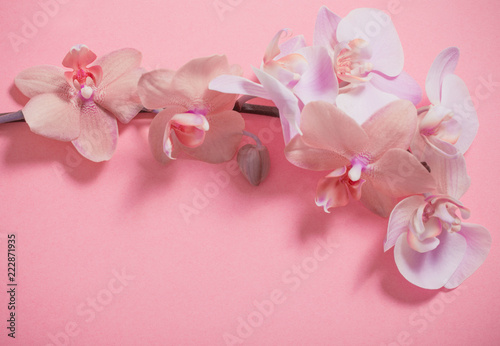 Fototapeta Naklejka Na Ścianę i Meble -  orchids on pink background